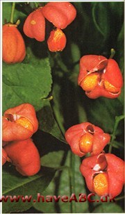 Benved - Euonymus europaeus †