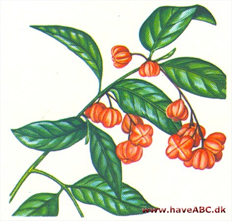 Benved - Euonymus Benved - Euonymus