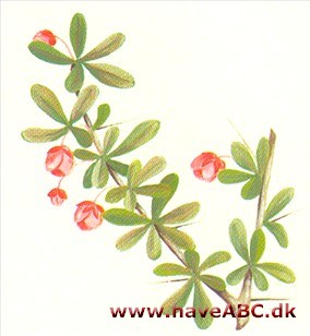Berberis - Berberis Berberis - Berberis