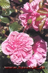De mellemstore, fyldte (mere end 25 kronblade), pink blomster, der udvikles i juni og fremefter, dufter ikke ... Se mere her ...