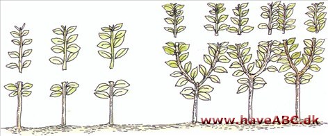 Beskæring - af en ny hæk Formning af en hæk begynder ved plantningen. Hvis man simpelthen lader de unge planter blive så høje, som man ønsker, før beskæring, vil man sandsynligvis slutte med en dårligt formet hæk, som også