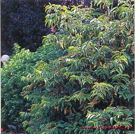De fleste stedsegrønne buske med store blade kræver kun beskæring, når de er blevet for store, eller der skal fjernes syge eller døde grene og skud.
