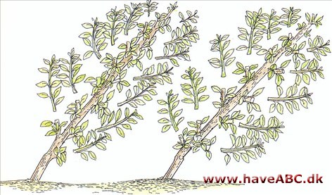 Kordonbeskæring er pladsbesparende og mere dekorativ end almindelig træform. Planterne skal beskæres både om sommeren og vinteren for at bevare formen og fremme god frugtsætning 