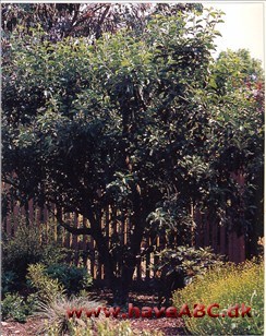 Der er mange måder at beskære æbletræer på, men i en lille have er et lille træ et godt valg. De små træer har en meget kort stamme og grene, som udvikles tæt ved jorden, hvorved beskæring og høst ...