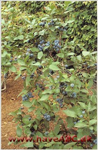 Blåbær vokser langsomt og kræver kun en smule beskæring. Da den sætter frugt på grene, som er to eller tre år gamle, er det bedst ikke at beskære den de første tre eller fire år. Forår er det bedste 