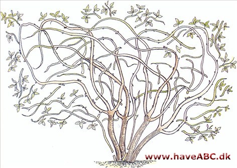 Beskæring – Clematis gruppe 1 Clermatis, der tilhører gruppe 1, skal kun beskæres, når de breder sig for meget. Der fjernes kun så mange skud, at de ikke mere sidder for tæt, og det er de skud, som breder sig for voldsomt, der...