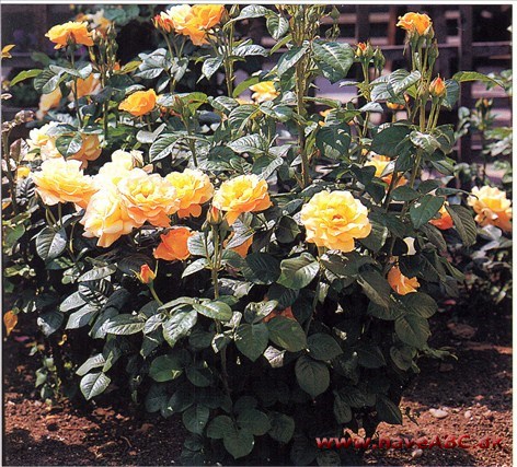 Floribundaroser, der også kaldes buketroser, har mange udsprungne blomster samtidig på samme skud, og de er kendt for deres frodige blomstring.