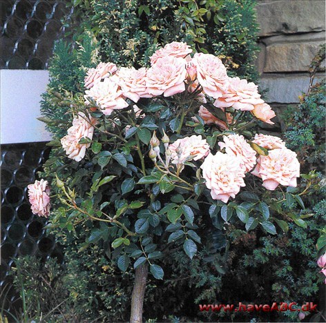 Sådan skal en højstammet rose se ud. En afrundet top af velfordelte skud med mængder af blomster. Se hvordan her ...