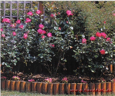 Hvis den storblomstrede rose blev beskåret korrekt, kan man forvente ensartet, sund vækst og mange perfekte blomster.
