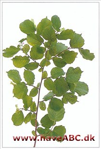 Beskæringsprincipper Beskæringsprincipper