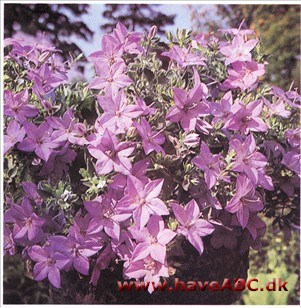 Betlehemsstjerne - Campanula isophylla