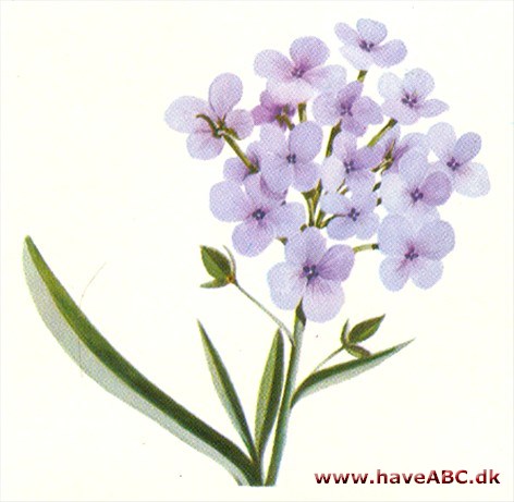 Biblomme - Lobularia maritima