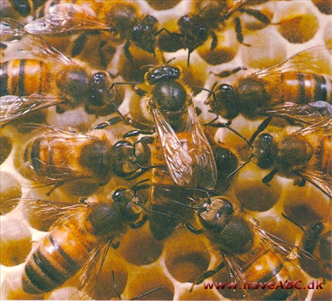 Bier - Apidae