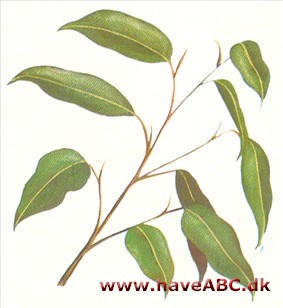 Birkefigen - Ficus benjamina