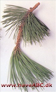Biskopfyr - Pinus muricata