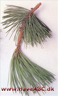 Biskopfyr - Pinus muricata