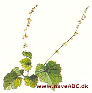 Biskophat - Tellima grandiflora Biskophat - Tellima grandiflora