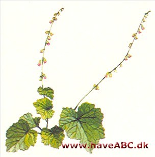 Biskophat - Tellima grandiflora