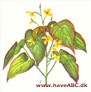 Bispehue - Epimedium Bispehue - Epimedium