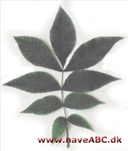 Bitter hickory - Carya cordiformis Bitter hickory - Carya cordiformis