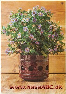 Bitterurt - Exacum affine Den eneste art af bitterurt, som dyrkes, er Exacum affine med blå blomster og gule støvdragere.Det er en sød, lille enårig plante, som man køber hos blomsterhandleren eller selv formerer ved frø.