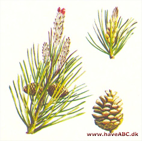 Bjergfyr - Pinus mugo