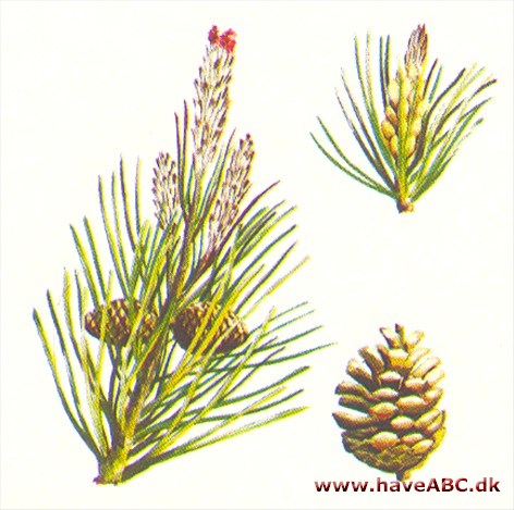Bjergfyr - Pinus mugo Bjergfyr - Pinus mugo