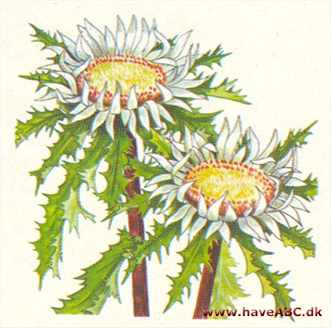 Bjergtidsel - Carlina acaulis