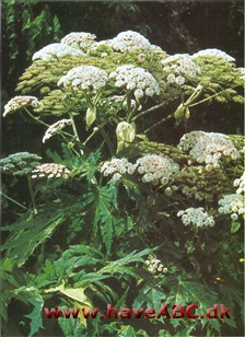Bjørneklo - Heracleum mantegazzianum † Bjørneklo - Heracleum mantegazzianum †