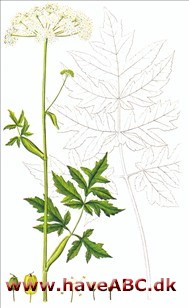 Bjørneklo - Heracleum mantegazzianum
