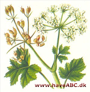 Bjørneklo - Heracleum Bjørneklo - Heracleum
