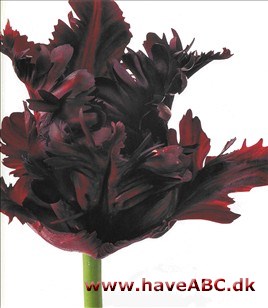 Black Parrot - Tulipan, Tulipa Black Parrot - Tulipan, Tulipa