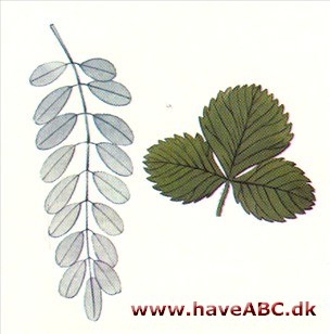 Blad Blad