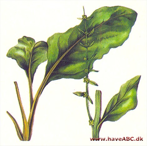 Bladbede - Beta vulgaris Bladbede - Beta vulgaris