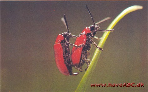 Bladbiller - Chrysomelidae