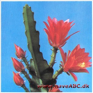 Bladkaktus - Epiphyllum x hybridum syn. Phyllocactus Bladkaktus - Epiphyllum x hybridum syn. Phyllocactus