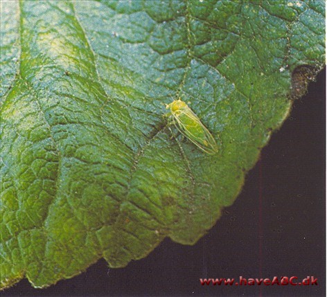 Bladlopper - Psyllidae Bladlopper - Psyllidae