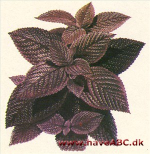 Bladmynte - Perilla frutescens Bladmynte - Perilla frutescens