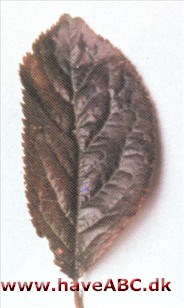 Blodblomme - Prunus cerasifera 'Pissardii'
