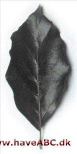 Blodbøg, Rødbøg - Fagus sylvatica 'Atropunicea' syn. Fagus 'Purpurea'