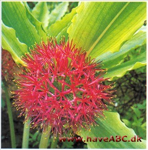 Blodlilje - Haemanthus katharinae Blodlilje - Haemanthus katharinae