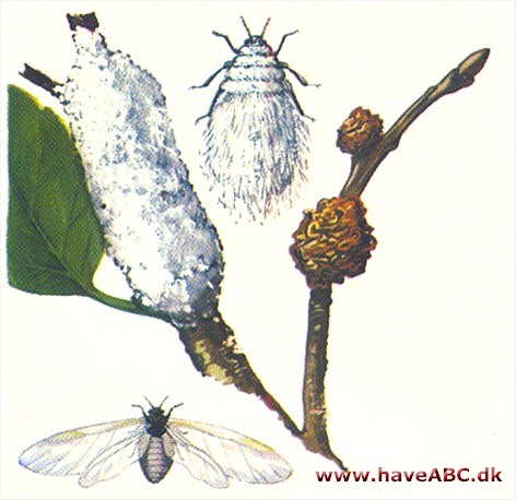 Blodlus - Edosoma lanigerum Blodlus - Edosoma lanigerum