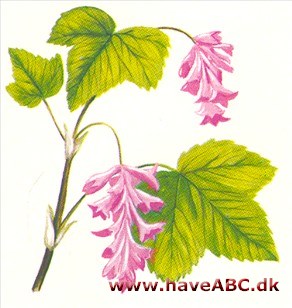 Blodribs - Ribes sanguineum