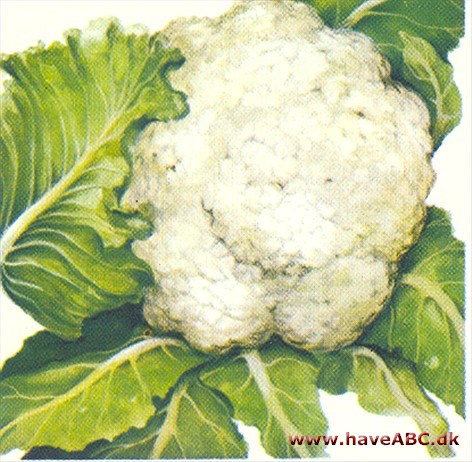 Blomkål - Brassica oleracea Blomkål - Brassica oleracea