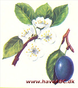 Blomme - Prunus domestica