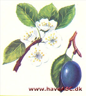 Blomme - Prunus domestica Blomme - Prunus domestica