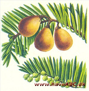 Blommetaks - Cephalotaxus harringtonia Blommetaks - Cephalotaxus harringtonia