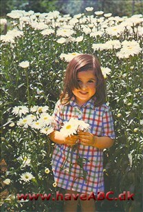 Blomstereng Blomstereng