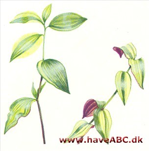 Blomsterjøde - Tradescantia Blomsterjøde - Tradescantia