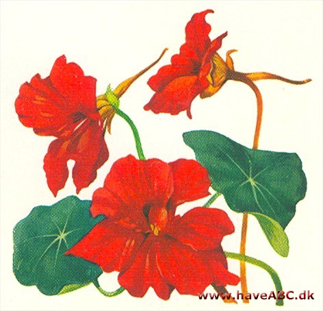 Blomsterkarse - Tropaeolum